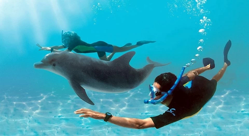 Dolphin House Snorkeling Day Trip }}