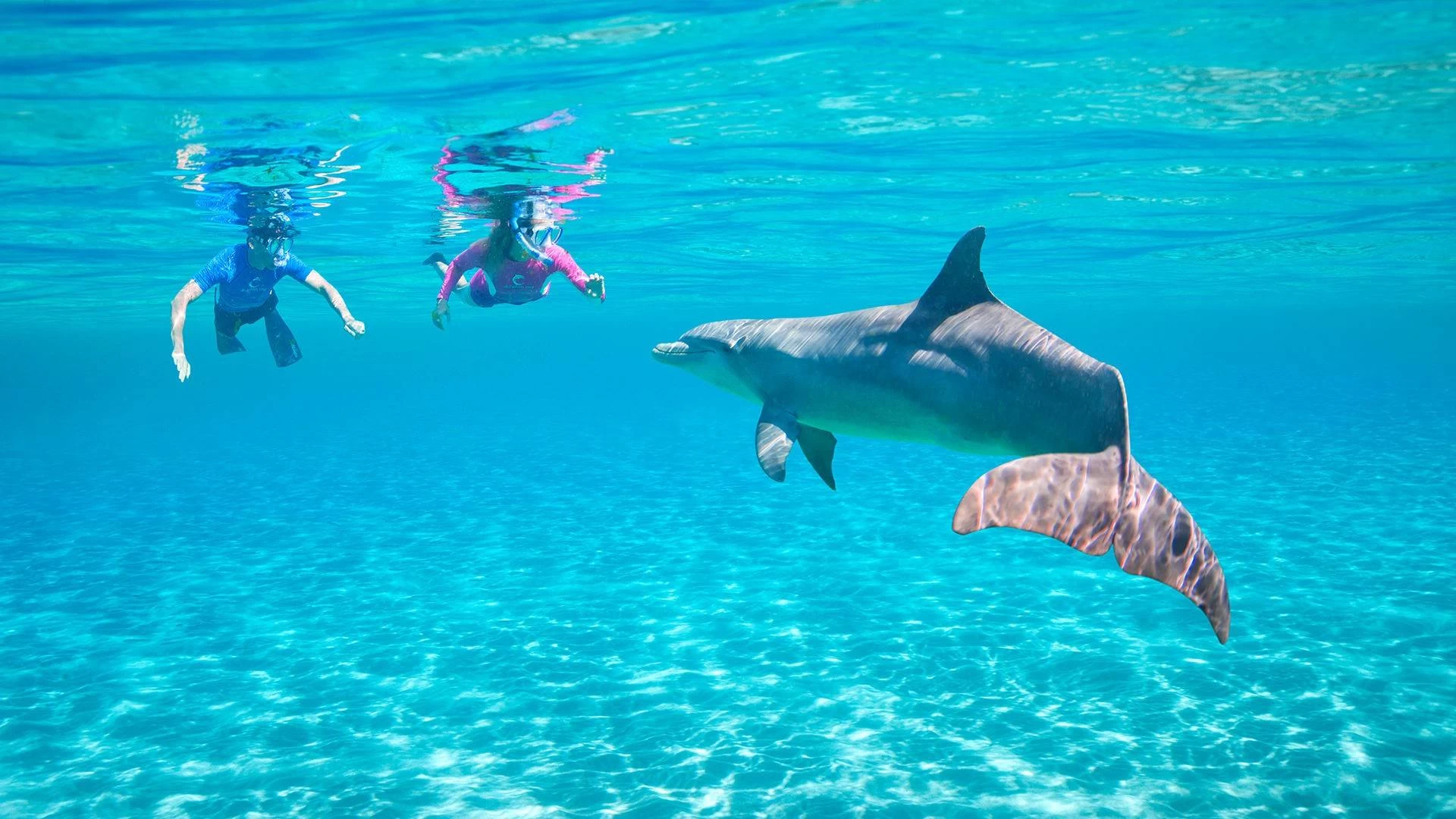 Dolphin House Snorkeling Day Trip }}